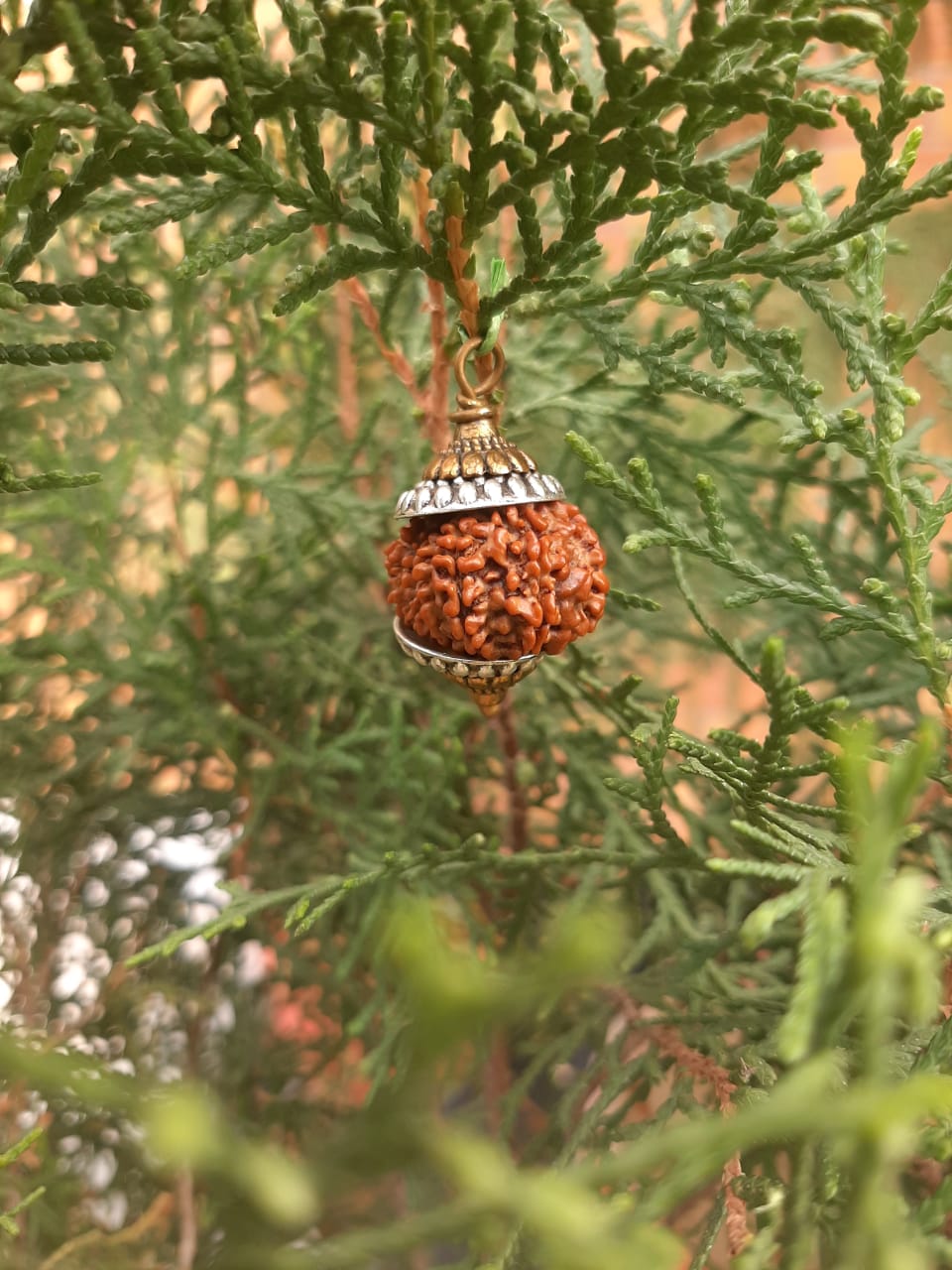 12 Mukhi Lab Certified Nepali Rudraksh