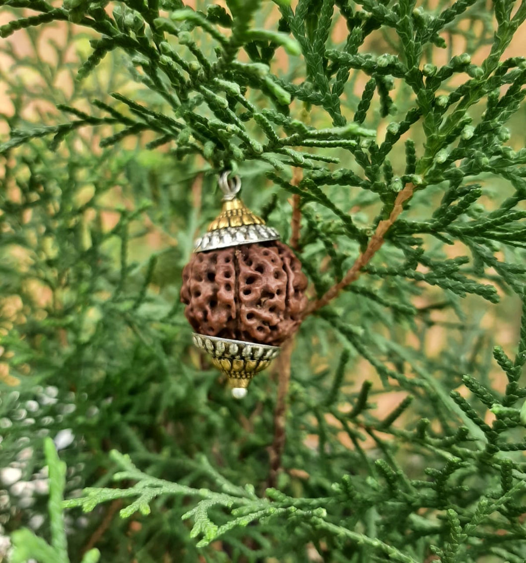 7 Mukhi Lab Certified Nepali Rudraksh