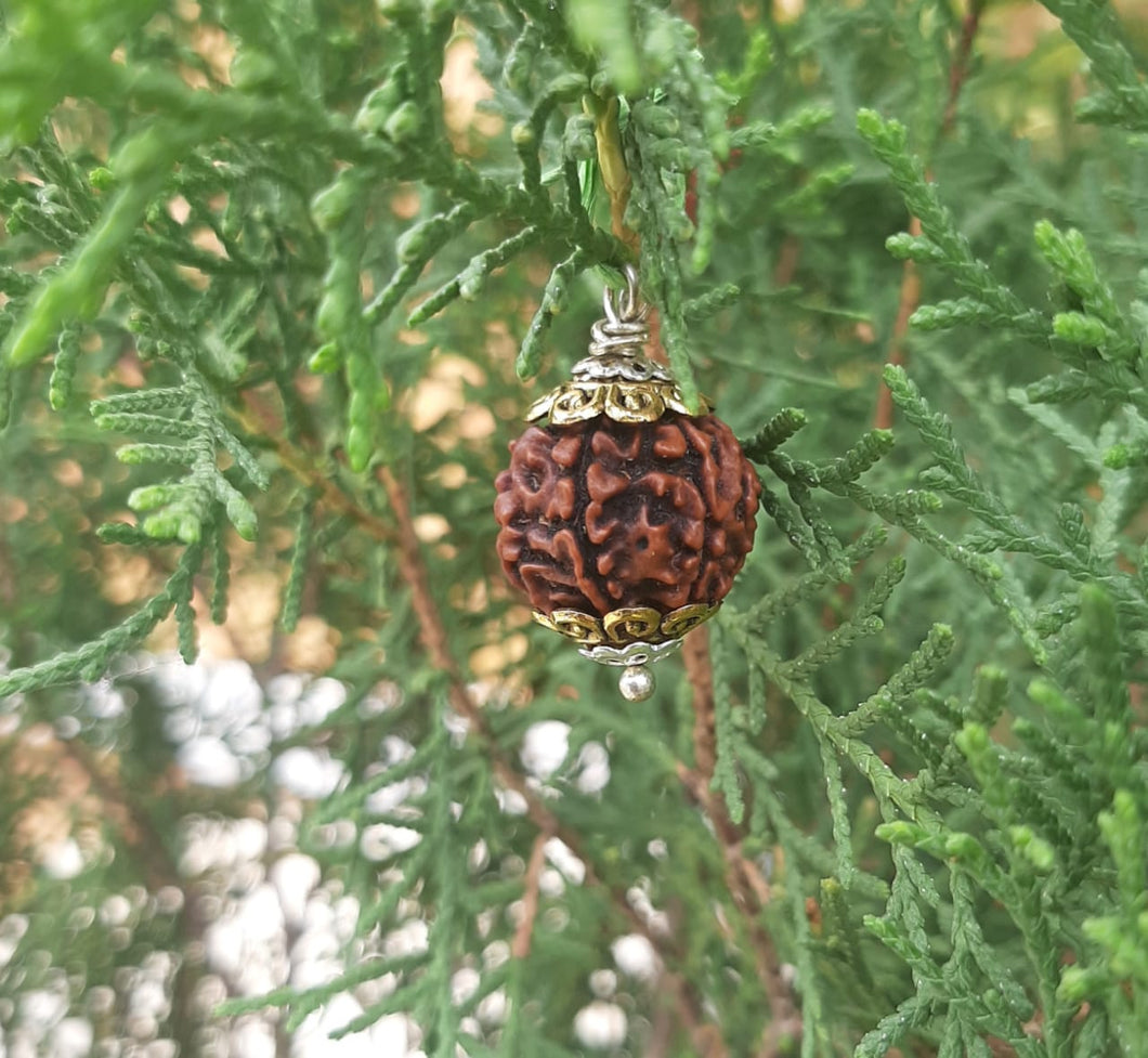 6 Mukhi Lab Certified Nepali Rudraksh