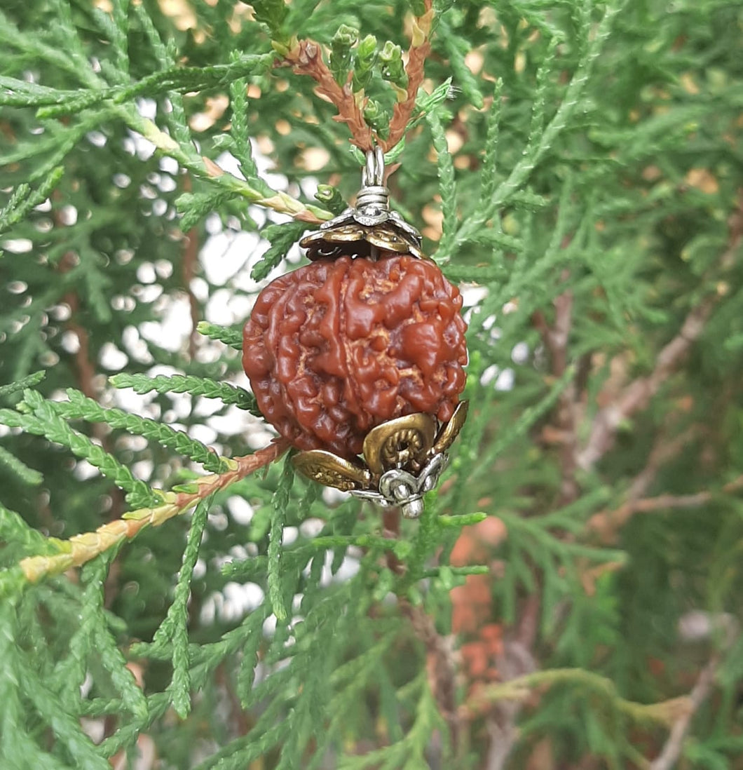 9 Mukhi Lab Certified Nepali Rudraksh