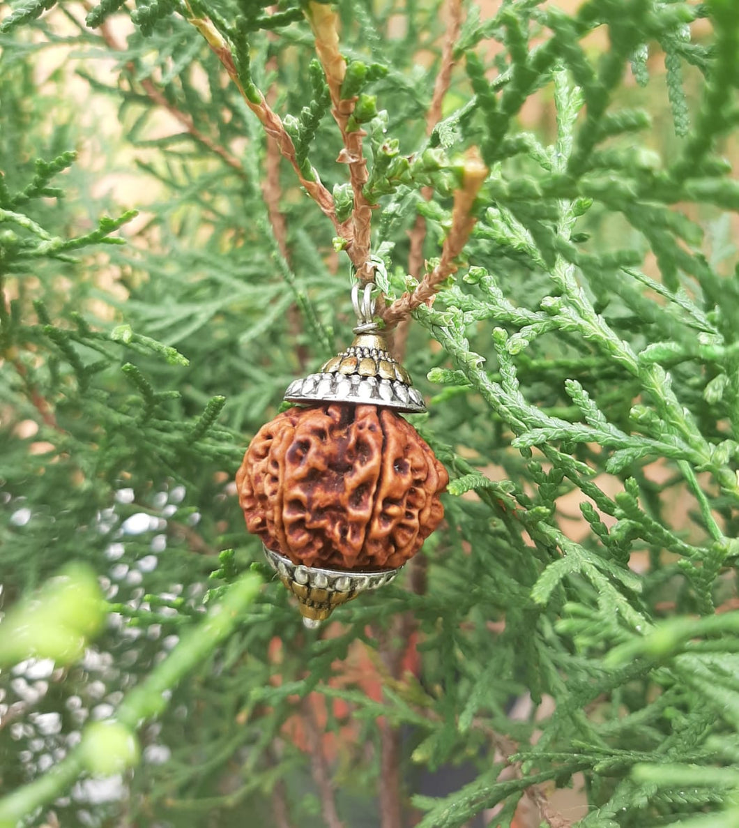 10 Mukhi Lab Certified Nepali Rudraksh