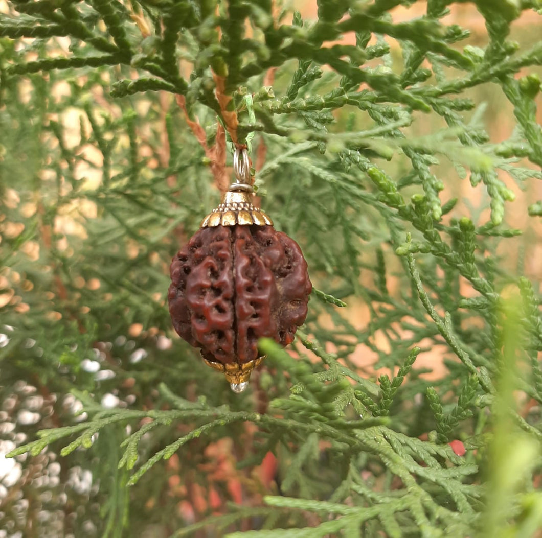 4 Mukhi Lab Certified Nepali Rudraksh