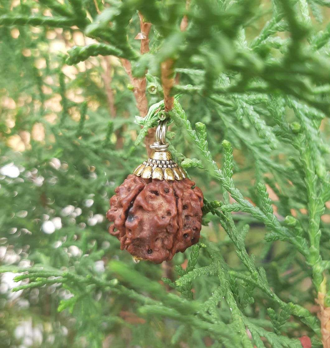 8 Mukhi Lab Certified Nepali Rudraksh