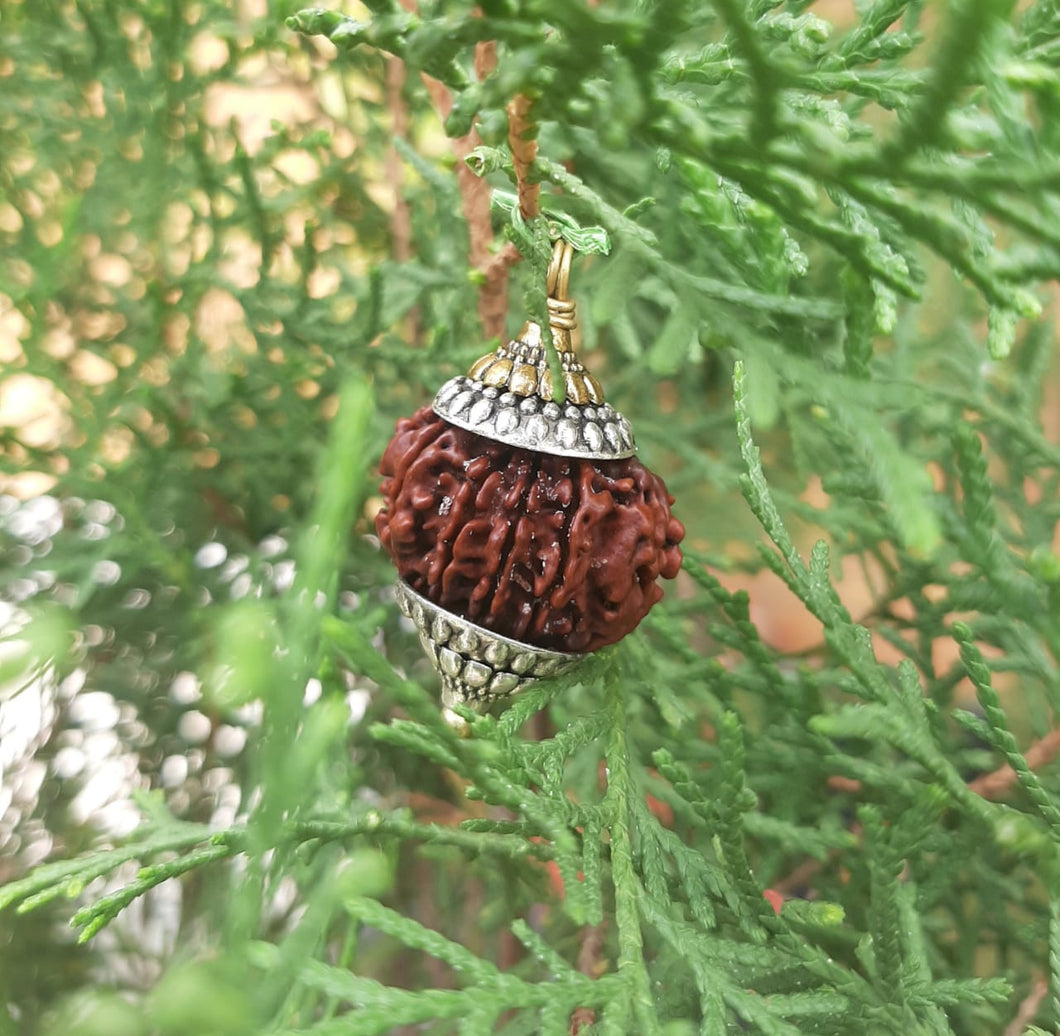 11 Mukhi Lab Certified Nepali Rudraksh